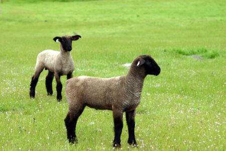 Poppy George's Farm Advice: Start a Flock of Sheep, Fertile Eggs in Laying Hens, Treating Bumblefoot and More Image